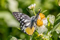 Spotted Sawtooth Prioneris thestylis thestylis