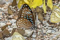 Spotted Zebra Graphium megarus megapenthes