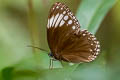 Starry Diadem Ethope noirei