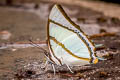 Stately Nawab Polyura dolon grandis