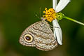 Straight-banded Fivering Ypthima fasciata torone (Malayan Sixring)