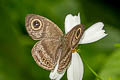 Straight-banded Fivering Ypthima fasciata torone (Malayan Sixring)