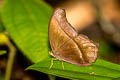 Straight-banded Catseye Coelites epminthia epminthia (Blue Catseye)