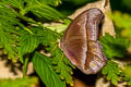 Straight-banded Catseye Coelites epminthia epminthia (Blue Catseye)