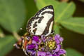 Straight Pierrot Caleta roxus pothius