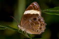 Straight Treebrown Lethe verma stenopa (Straight-banded Treebrown)