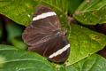 Straight Treebrown Lethe verma stenopa (Straight-banded Treebrown)