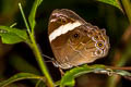 Straight Treebrown Lethe verma stenopa (Straight-banded Treebrown)