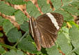 Straight Treebrown Lethe verma stenopa (Straight-banded Treebrown)