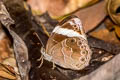 Straight Treebrown Lethe verma stenopa (Straight-banded Treebrown)