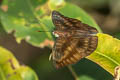 Streaked Baron Euthalia alpheda verena