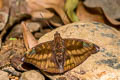 Streaked Baron Euthalia alpheda verena