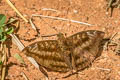 Streaked Baron Euthalia alpheda verena