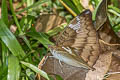 Streaked Baron Euthalia alpheda verena