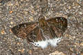 Striated Angle Darpa striata striata