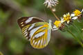 Striped Albatross Appias olferna olferna