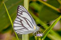 Striped Albatross Appias olferna olferna