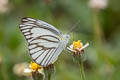 Striped Albatross Appias olferna olferna