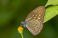 Striped Blue Crow Euploea mulciber mulciber