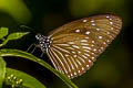 Striped Blue Crow Euploea mulciber mulciber