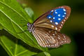 Striped Blue Crow Euploea mulciber mulciber