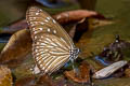 Striped Blue Crow Euploea mulciber mulciber