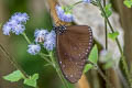 Striped Blue Crow Euploea mulciber mulciber