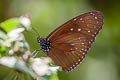 Striped Blue Crow Euploea mulciber mulciber