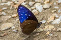 Striped Blue Crow Euploea mulciber mulciber