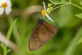 Striped Blue Crow Euploea mulciber mulciber