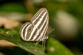 Striped Ringlet Ragadia critolaus critolina