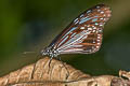 Swinhoe's Tiger Parantica swinhoei szechuana