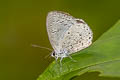 Swinhoe's Hedge Blue Monodontides musina musinoides