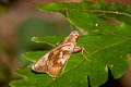 Sybarite Skipper Erionota sybirita (Sybarite Redeye)