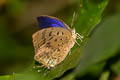 Sylhet Oakblue Arhopala silhetensis silhetensis