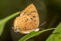 Sylhet Oakblue Arhopala silhetensis adorea