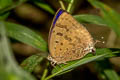 Sylhet Oakblue Arhopala silhetensis silhetensis