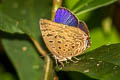 Sylhet Oakblue Arhopala silhetensis adorea