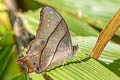 Tailed Red Forester Lethe sinorix sinorix (Red-tailed Forester)