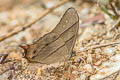 Tailed Red Forester Lethe sinorix sinorix (Red-tailed Forester)