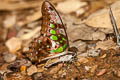 Tailed Jay Graphium agamemnon agamemnon