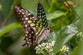 Tailed Jay Graphium agamemnon agamemnon