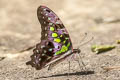 Tailed Jay Graphium agamemnon agamemnon