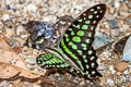 Tailed Jay Graphium agamemnon agamemnon