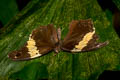 Tailed Yellow Owl Neorina crishna archaica