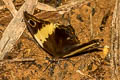 Tailed Yellow Owl Neorina crishna archaica