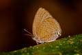 Tailless Disc Oakblue Arhopala epimuta elsiei