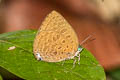 Tailless Disc Oakblue Arhopala epimuta elsiei