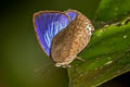 Tailless Disc Oakblue Arhopala epimuta elsiei