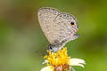 Tailless Lineblue Prosotas dubiosa indica